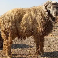 شیشک قوچ.شیشک میش|حیوانات مزرعه|مرودشت, رودبال|دیوار