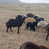 بره قوچ خوش استیل