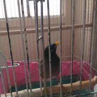 مرغ مینا|پرنده|مرودشت, ابوذر شمالی‎|دیوار