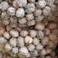 گردو  امسال‌ تازه