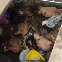 حیوانات مزرعه|حیوانات مزرعه|بندر ماهشهر, |دیوار