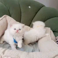 پرشین سفید چشم ابی