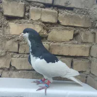 شیرازی راسته نر