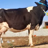 گاو شیری هلشتاین بدون گوساله|حیوانات مزرعه|بندر ترکمن, |دیوار