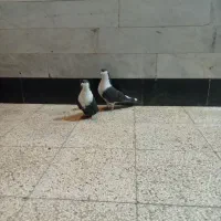 جفت ضمانتی ریش|پرنده|قائن, |دیوار