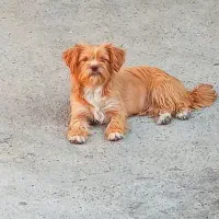 پاکوتا ماده