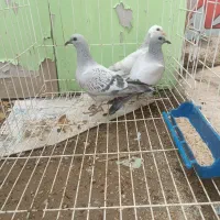 ۳عدد جوجه درجه ۱،در فیروزآباد