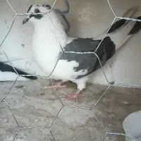 جفت نروماده|پرنده|وحیدیه, |دیوار