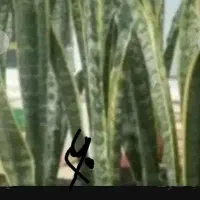 گل گول|حراج|بروجرد, |دیوار