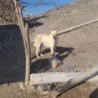 واگذاری توله عراقی