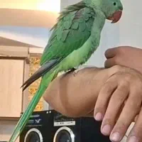 جوجه شاه طوطی 11 ماهه رام و دستی