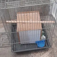 قفس پرنده طوطی عروس هلندی گرینچیک کاسکو