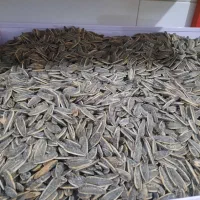تخمه