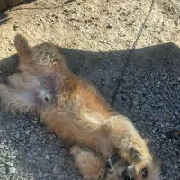 سگ پاکوتاه نر