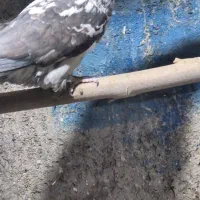 کفتر پرشی درجه یک بی عیب باضمانت|پرنده|مبارکه, |دیوار