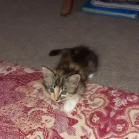 بچه گربه