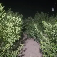فروش452مترباغچه-بادرختان-ثمری-لوکیشن-نزدیک-شیراز