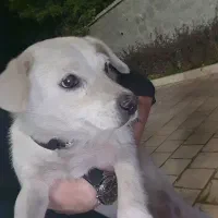 سگ پیدا شده