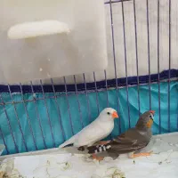 فنچ نر و ماده|پرنده|خرم‌آباد, |دیوار