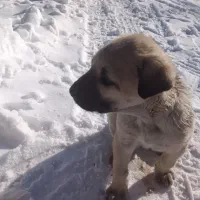 سگ سرابی اصیل ماده