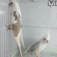 فروش یک جفت عروس هلندی