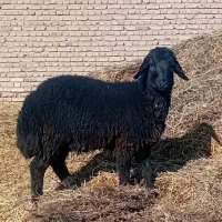 بره نر نژاد اصیل افشار