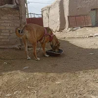 سگ سرابی
