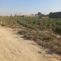 فروش ۴۲۷۰متری زمین کشاورزی روستای تجره|فروش زمین و ملک کلنگی|جوادآباد, |دیوار