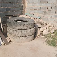 کبوتر نر ماده