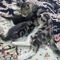 واگذاری سه عدد بچه گربه