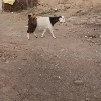 شیرمودورگ