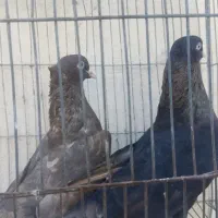 کبوتر چشم نوک سفید|پرنده|بندرعباس, |دیوار