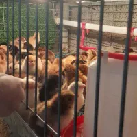 جوجه محلی ۵روزه ۷۰تومن