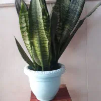 گل سانسوریا