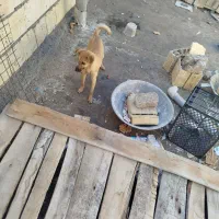 سگ پاکوتاه ماده|سگ|آشخانه, |دیوار