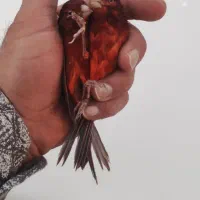 جفت سوخته سرخ و سهره چونه خطی|پرنده|شهرضا, |دیوار