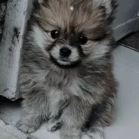 پامر روباهی سه ماه