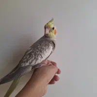 جوجه عروس هلندی مرواریدی