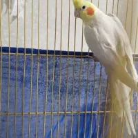 عروس هلندی ماده