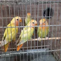 طوطی‌برزیلی|پرنده|قدس, شهر‌قدس|دیوار