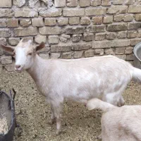 بز سانان|حیوانات مزرعه|مبارکه, |دیوار