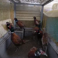 مرغ و خروس آمریکایی نیمچه تا بالغ|حیوانات مزرعه|رودسر, |دیوار