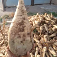 فروش عمده چغندر و یونجه