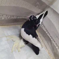 کبوتر گویچه|پرنده|تبریز, |دیوار