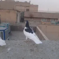 کبوتر رنگی|پرنده|تهران, سبلان (لشگر)|دیوار