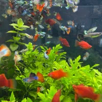 ماهی گوپی مولد|ماهی|اصفهان, نصرآباد|دیوار