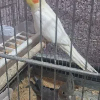 جفت عروس هلندی با جوجه