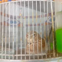 سهره خاکی