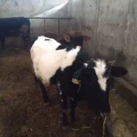 گوساله ماده