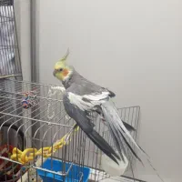 عروس هلندی|پرنده|شهر ری, هاشم‌آباد|دیوار